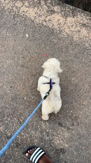1-3 months Female Purebred Maltese