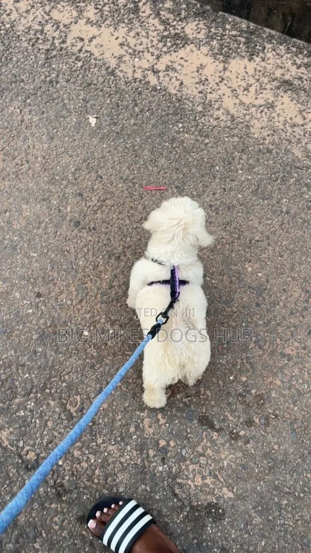 1-3 months Female Purebred Maltese
