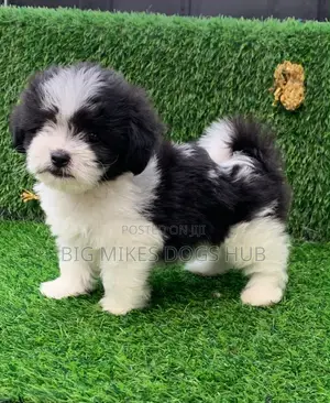 1-3 months Male Purebred Poodle