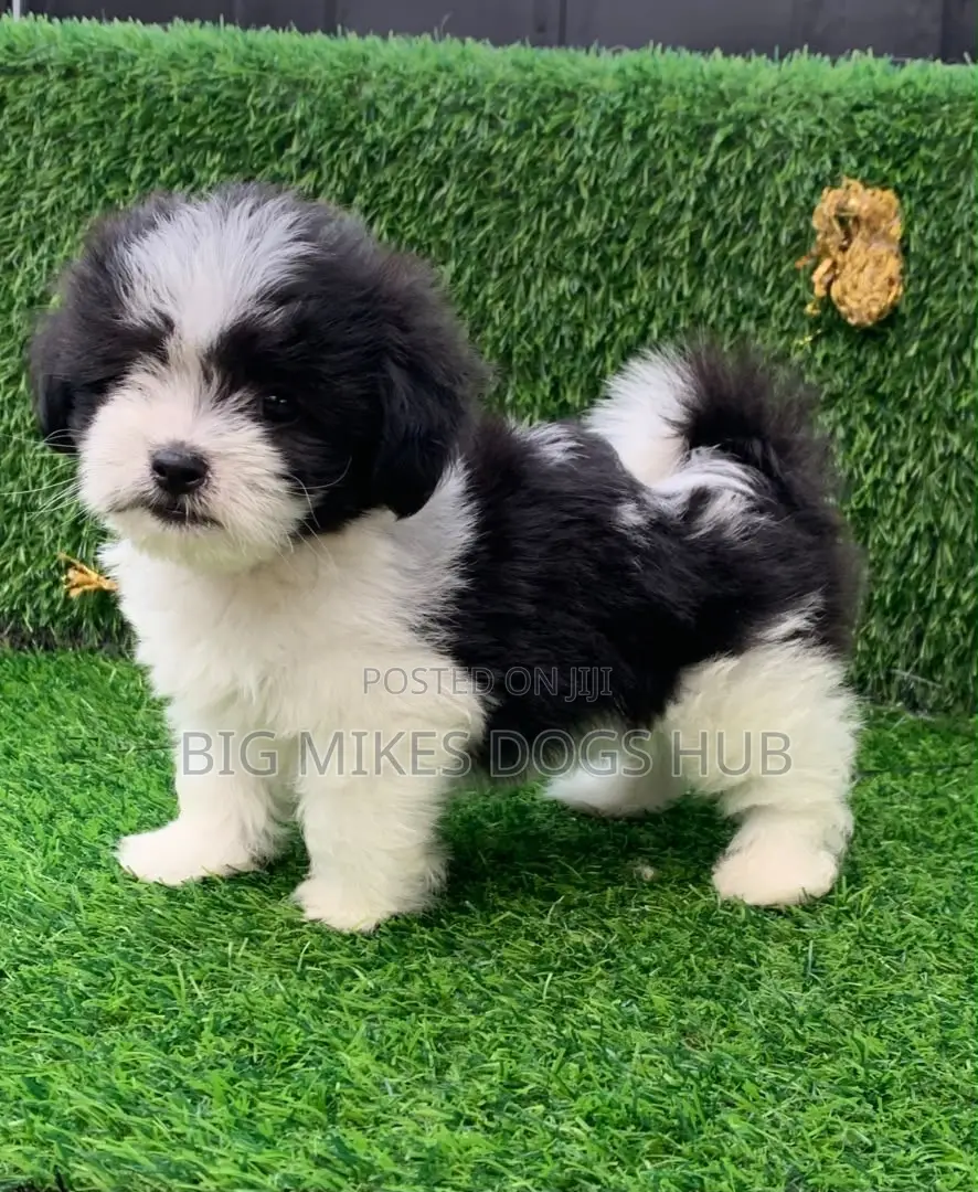 1-3 months Male Purebred Poodle