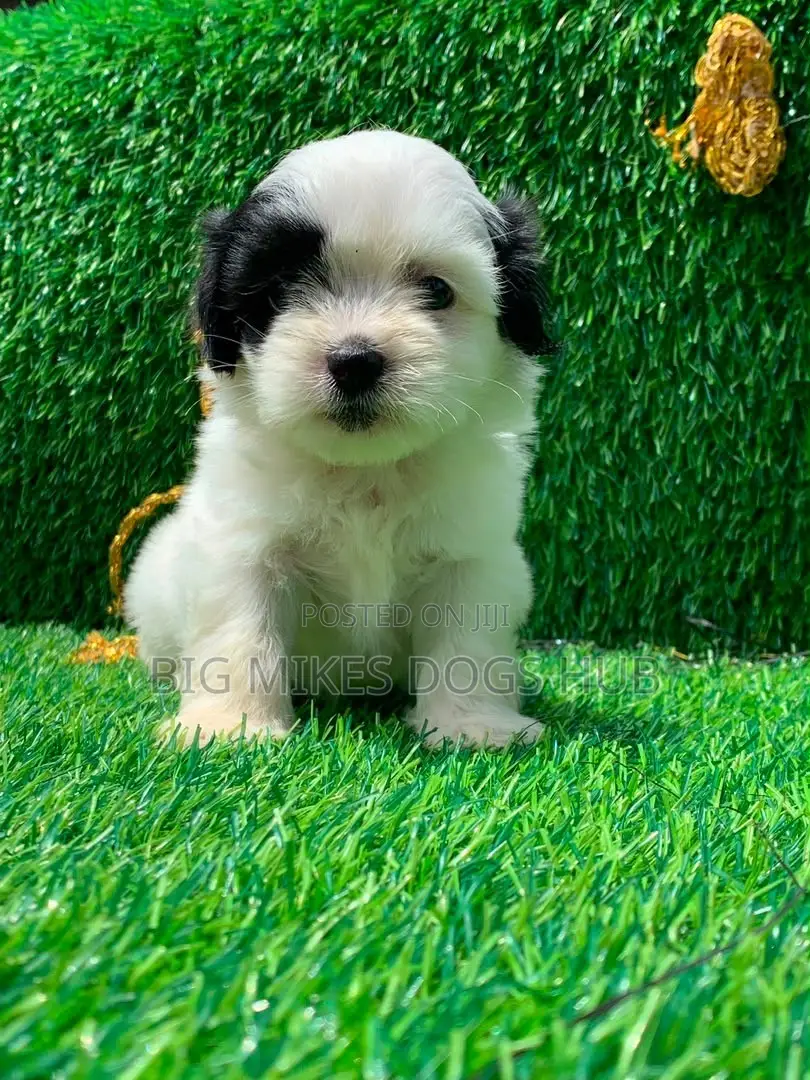 1-3 months Male Purebred Poodle