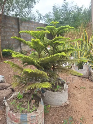 Araucaria/ Christmas Tree for Sale