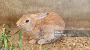 Very Active and Healthy Rabbits