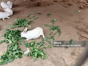 Very Active and Healthy Rabbits