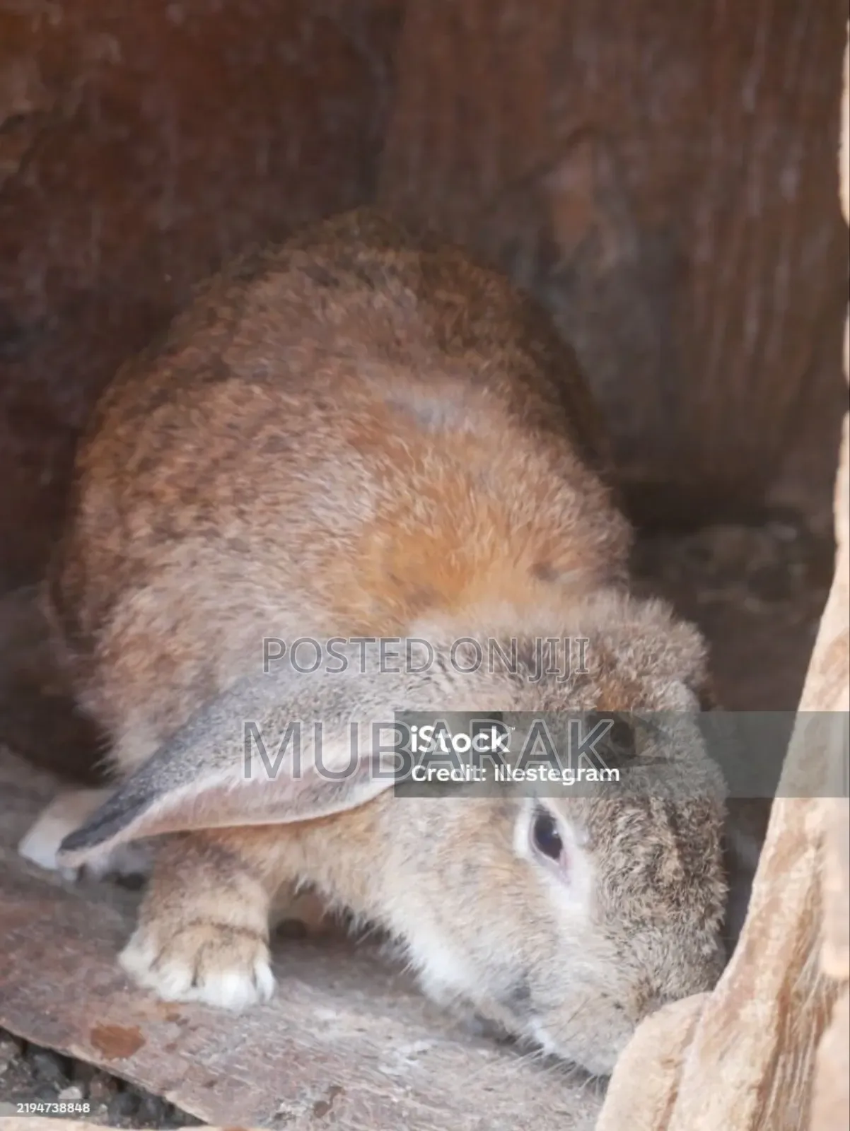 Very Active and Healthy Rabbits