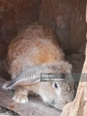 Very Active and Healthy Rabbits