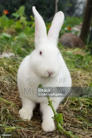 Very Active and Healthy Rabbits
