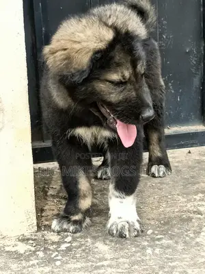 1-3 months Male Purebred Caucasian Shepherd