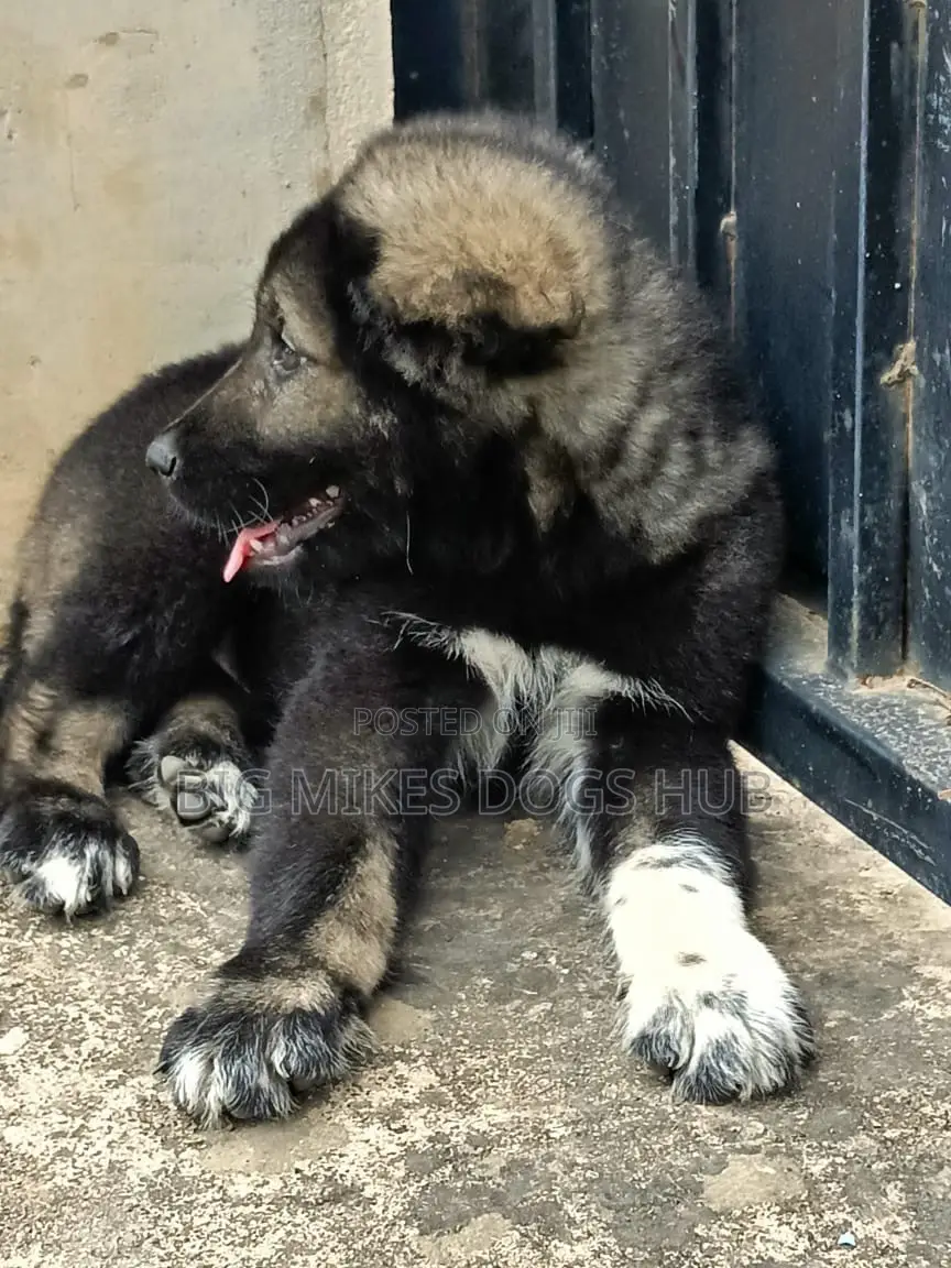1-3 months Male Purebred Caucasian Shepherd