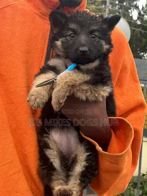 1-3 months Female Purebred German Shepherd