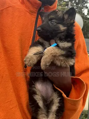 1-3 months Female Purebred German Shepherd