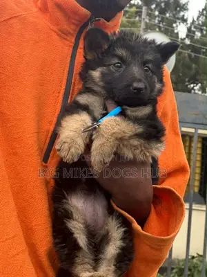 1-3 months Female Purebred German Shepherd
