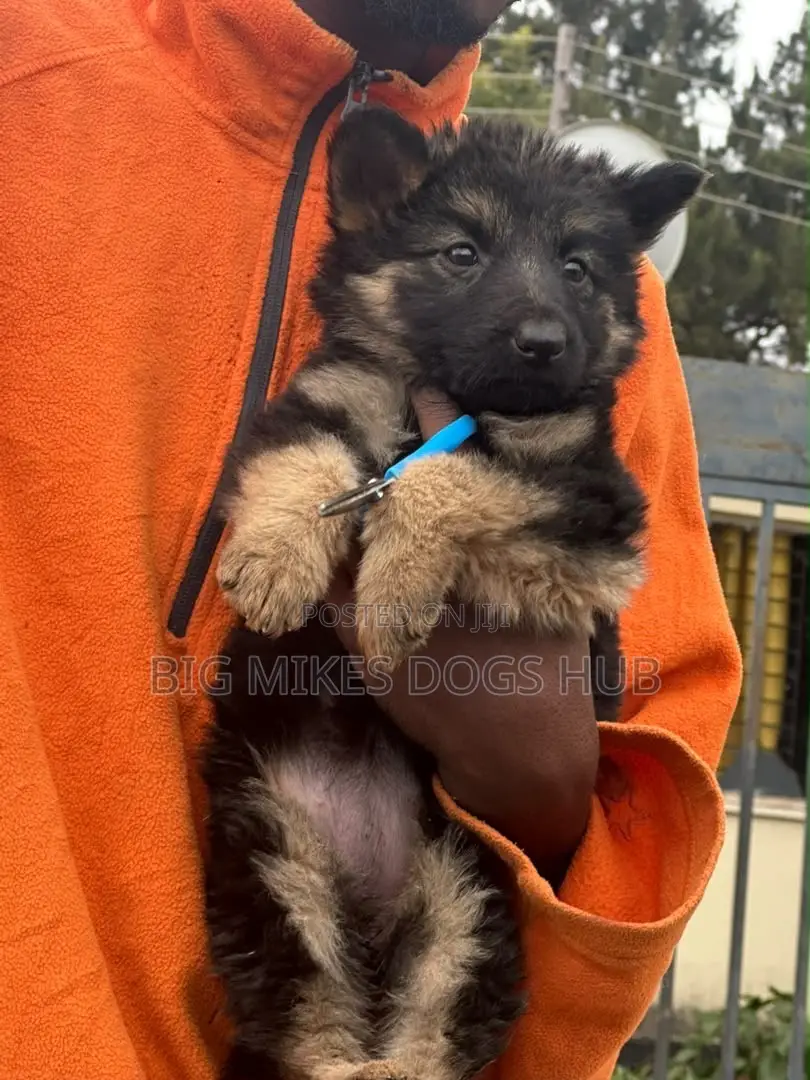 1-3 months Female Purebred German Shepherd