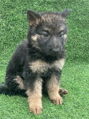 1-3 months Female Purebred German Shepherd