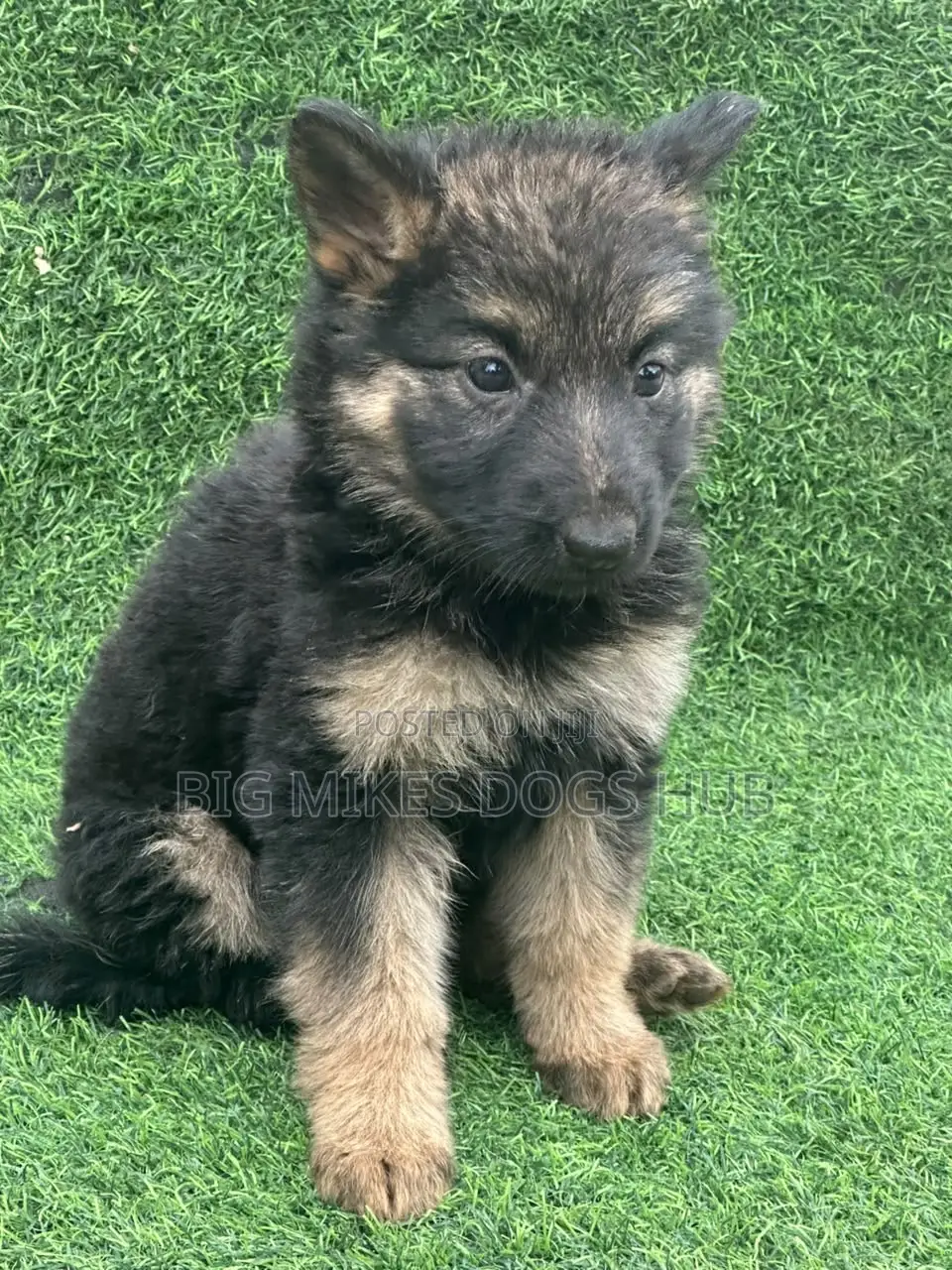1-3 months Female Purebred German Shepherd