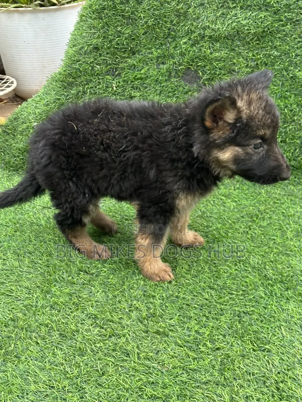 1-3 months Female Purebred German Shepherd