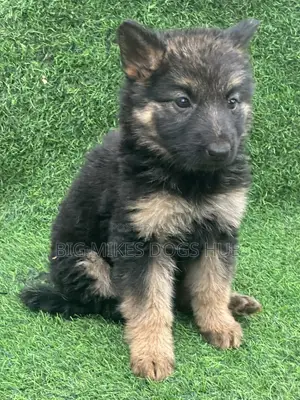 1-3 months Female Purebred German Shepherd