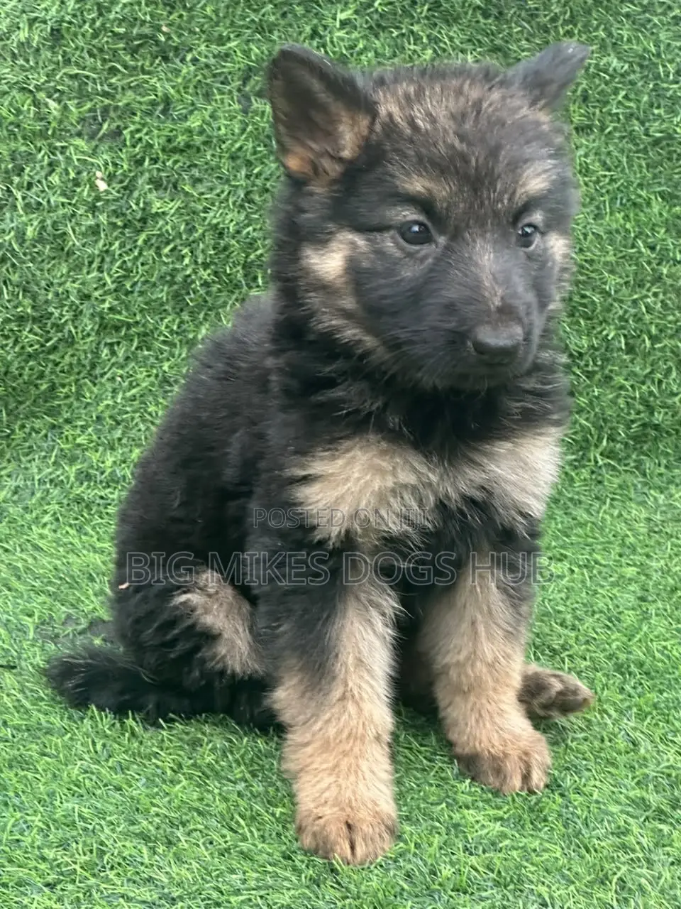 1-3 months Female Purebred German Shepherd