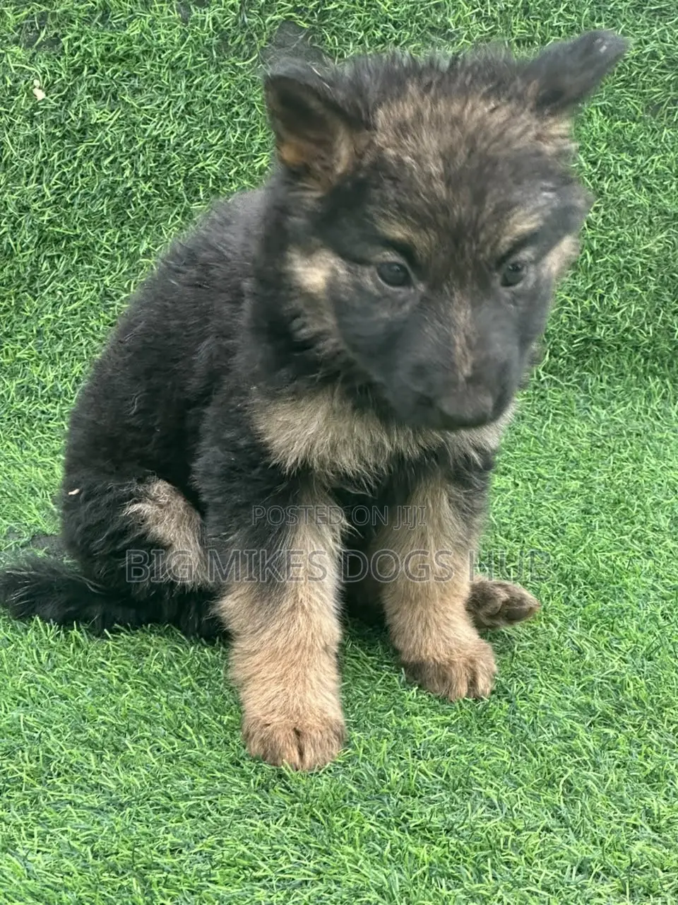 1-3 months Female Purebred German Shepherd