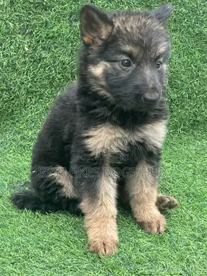 1-3 months Female Purebred German Shepherd
