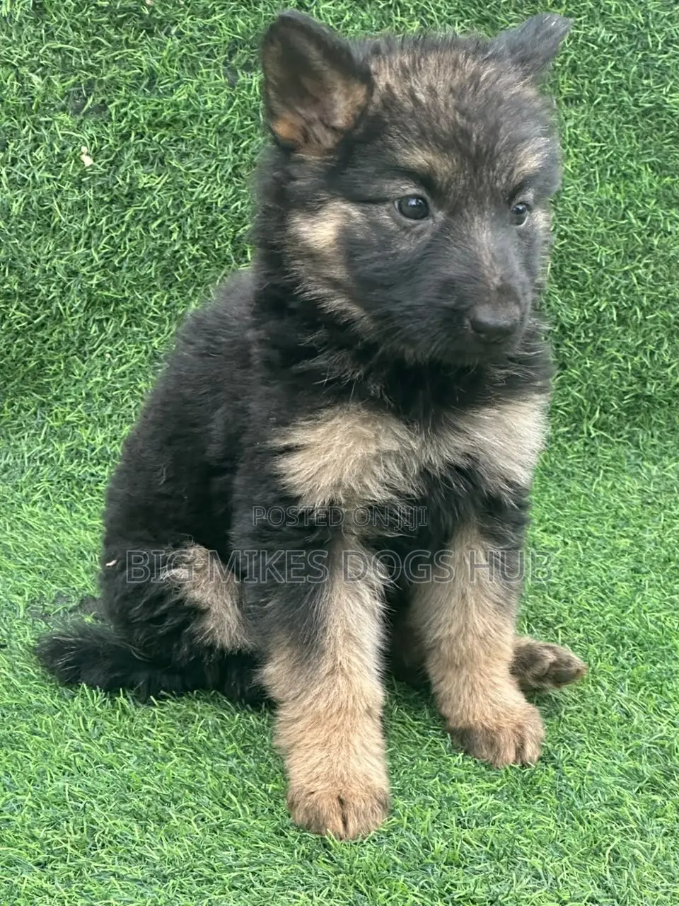 1-3 months Female Purebred German Shepherd