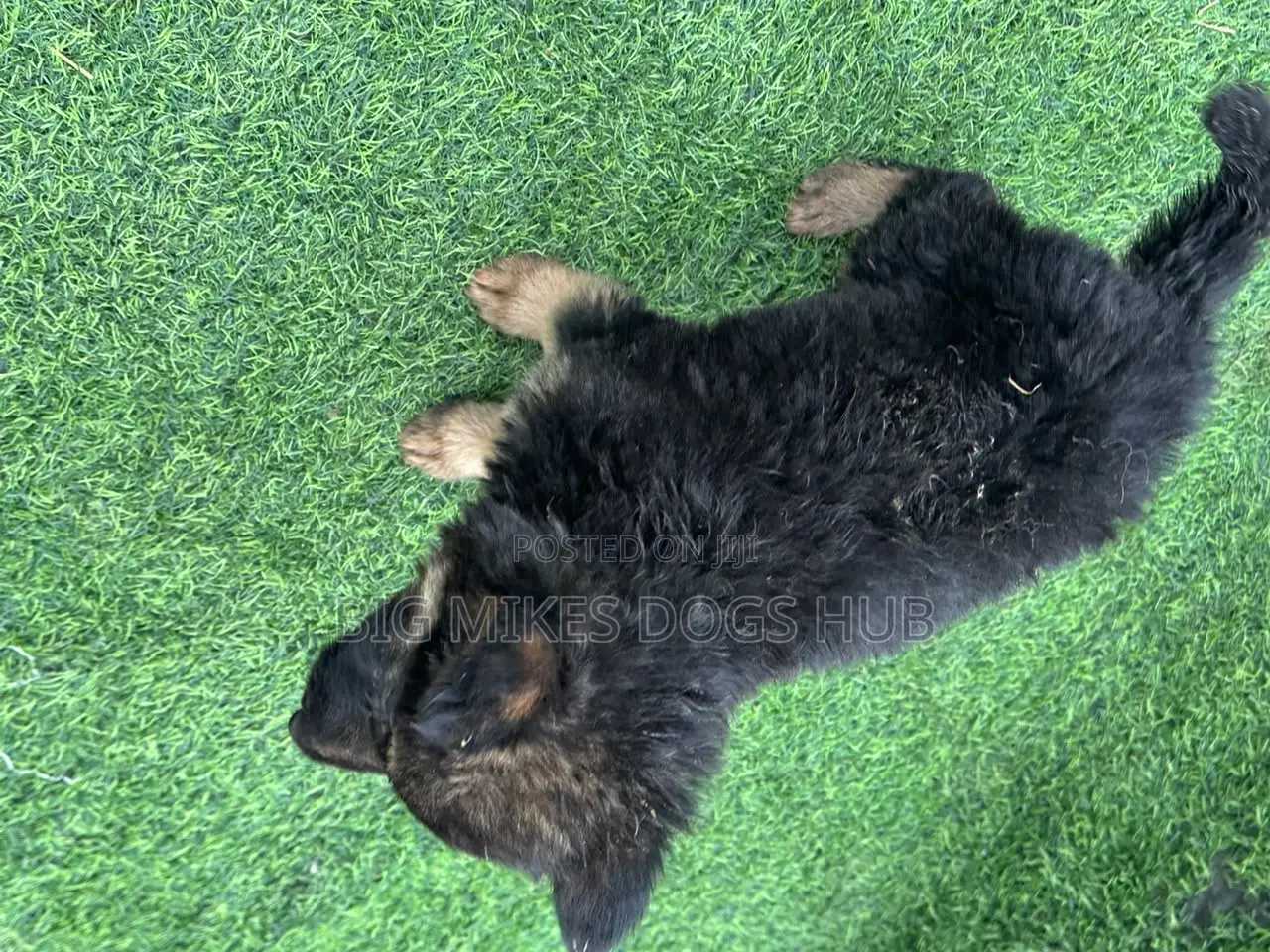 1-3 months Female Purebred German Shepherd