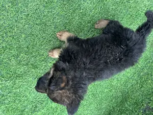 1-3 months Female Purebred German Shepherd
