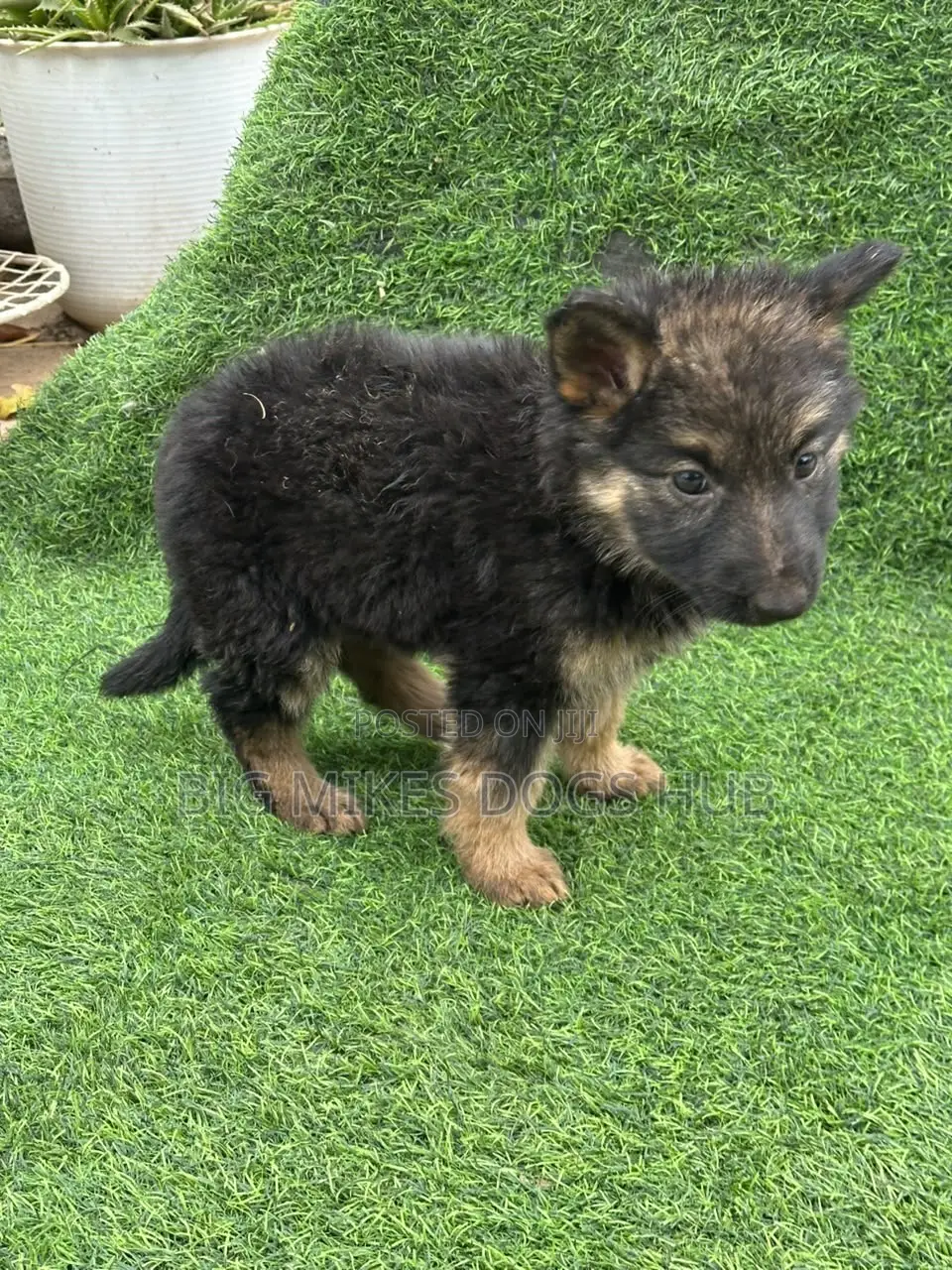 1-3 months Female Purebred German Shepherd