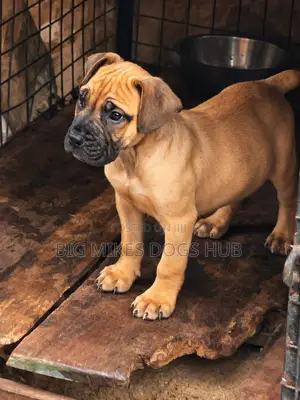 1-3 months Female Purebred Boerboel