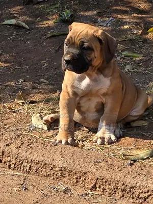 1-3 months Female Purebred Boerboel