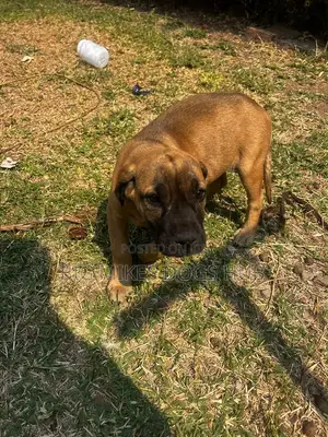 1-3 months Male Purebred Boerboel