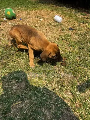 1-3 months Male Purebred Boerboel