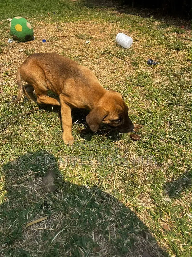 1-3 months Male Purebred Boerboel