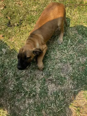 1-3 months Male Purebred Boerboel