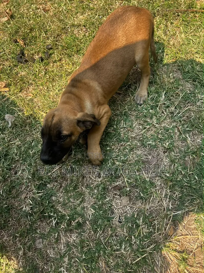 1-3 months Male Purebred Boerboel