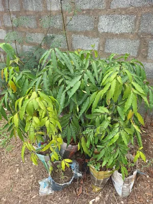 India Tree for Sale