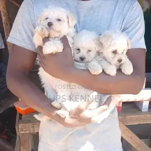 1-3 months Male Purebred Poodle