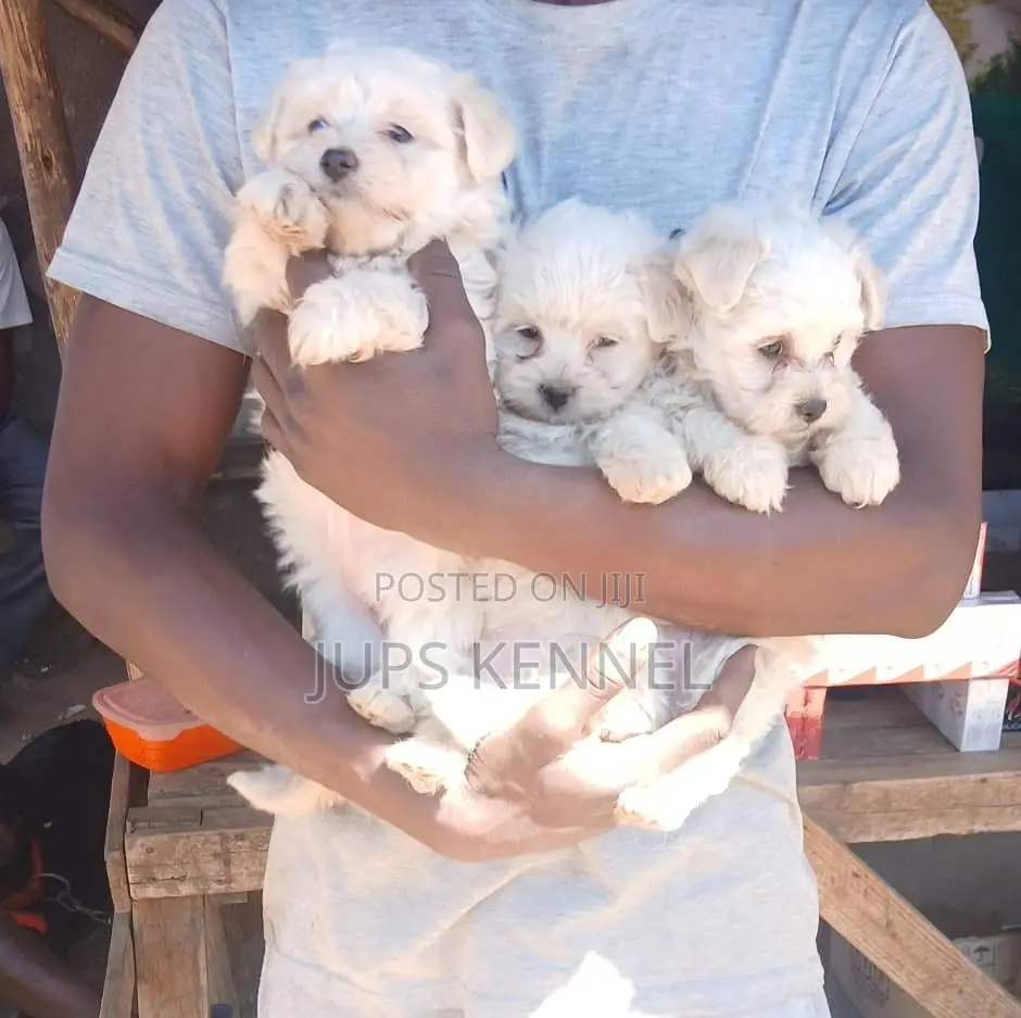 1-3 months Male Purebred Poodle