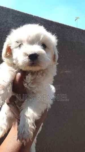 1-3 months Male Purebred Poodle