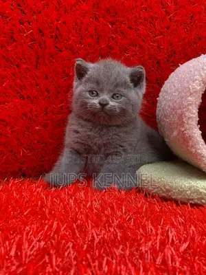 1-3 months Male Purebred British Shorthair