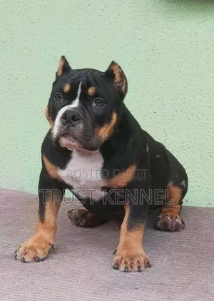 3-6 months Male Purebred American Bully