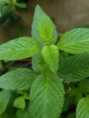 Peppermint Seedling
