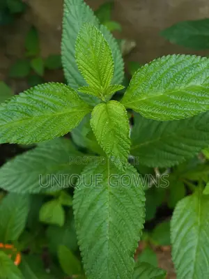 Peppermint Seedling