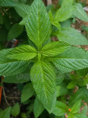 Peppermint Seedling