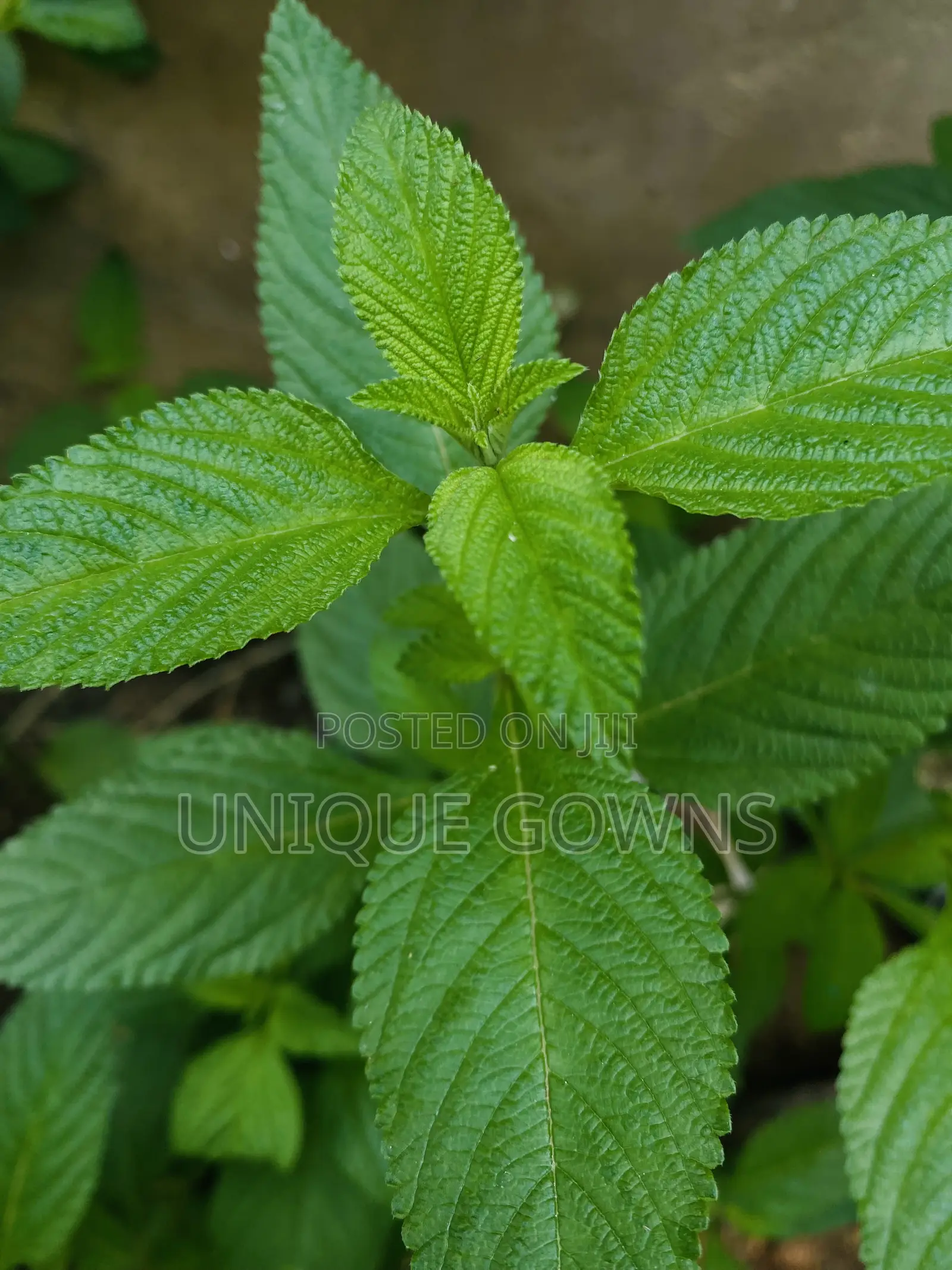 Peppermint Seedling