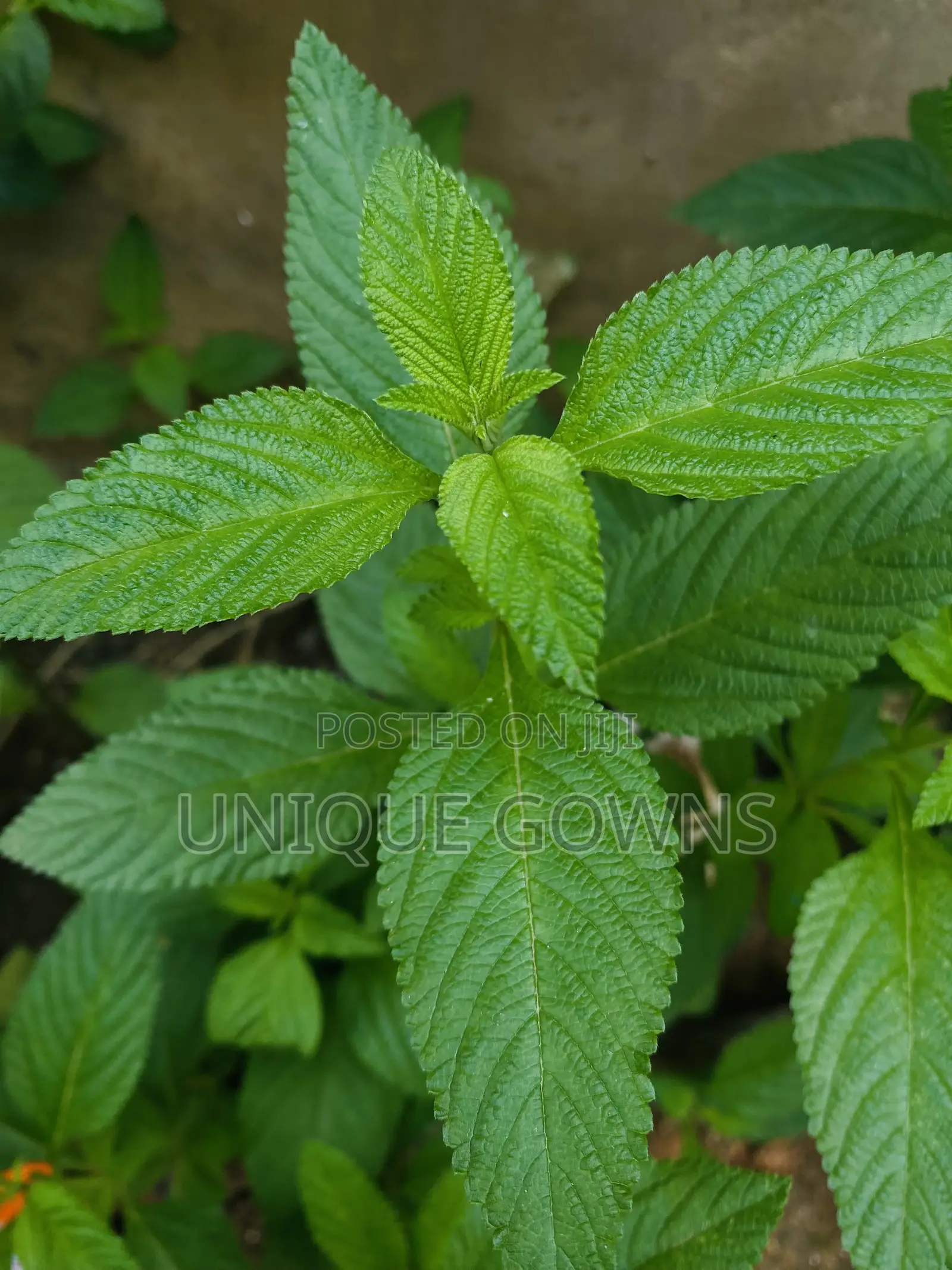 Peppermint Seedling