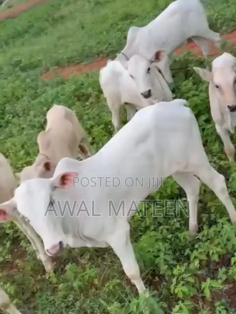 I Have Many Health Young Cows and I'm Ready for Good Business