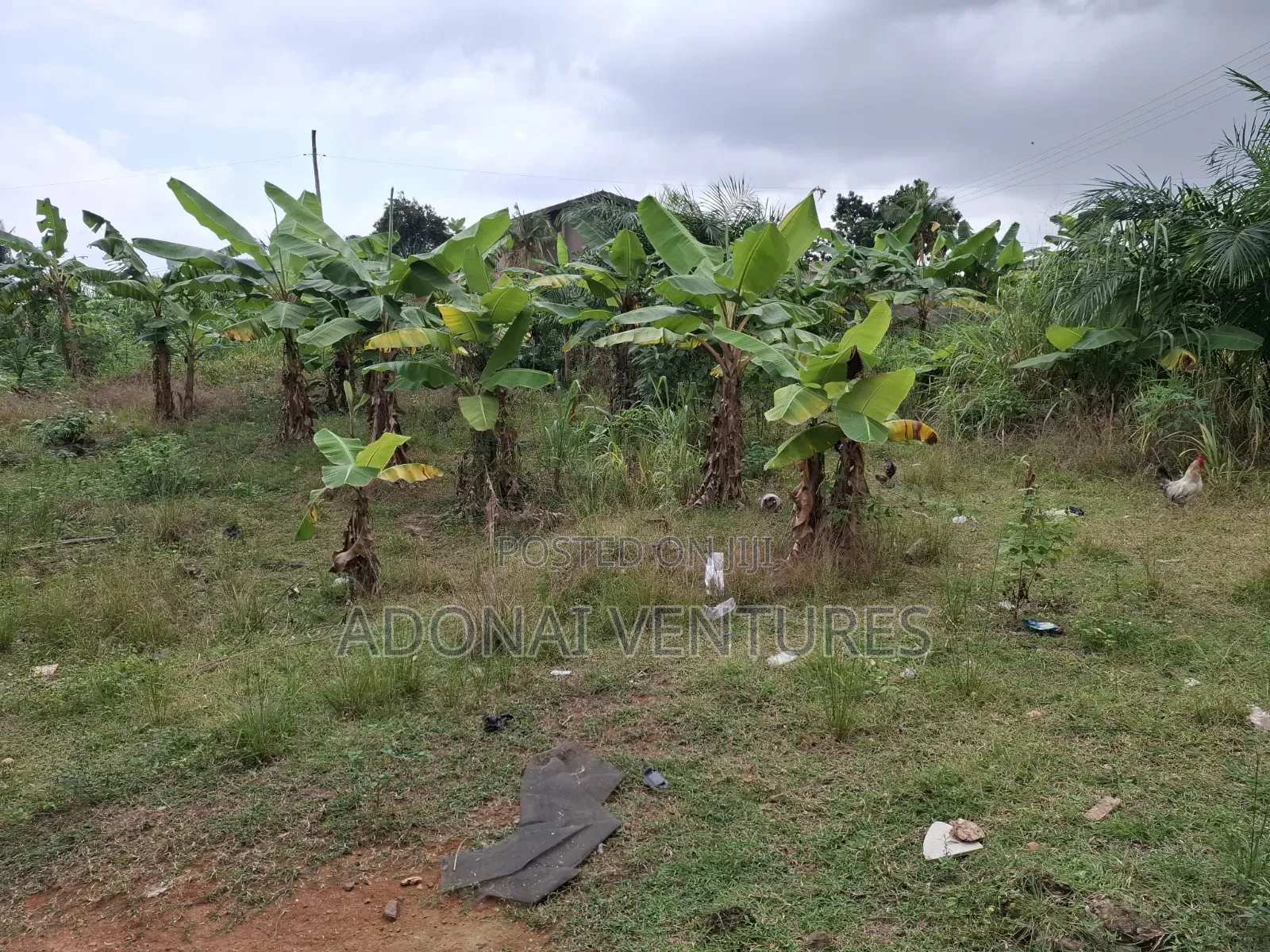 A Plot of Land for Sale in Buokrom  Estate