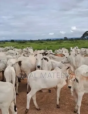 I Have 30 Health Young Cows for Good Business