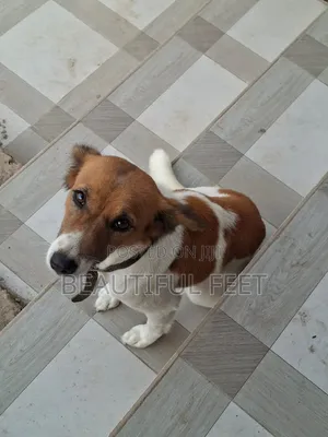 1+ year Female Mixed Breed Dog